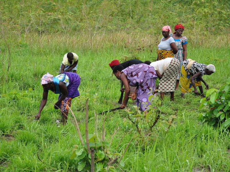 Replanting efforts in Cote d'Ivoire