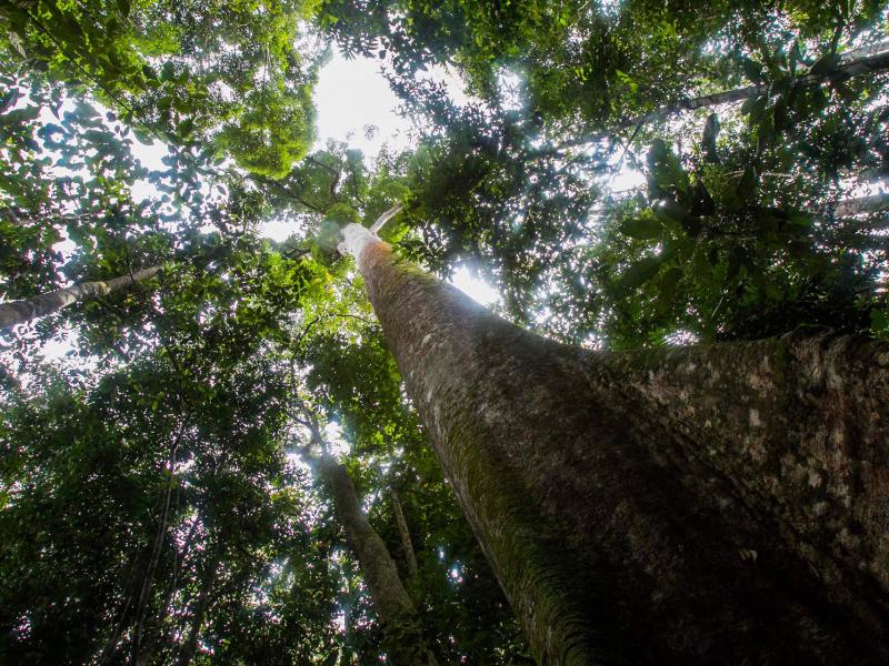 10 free online courses on forest monitoring you don’t want to miss