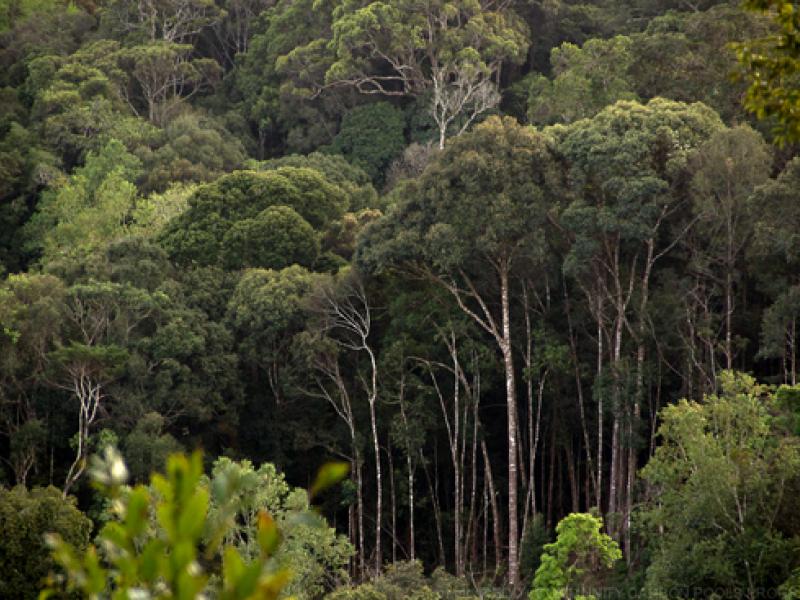 Viet Nam: A Pioneer in the REDD+ Journey