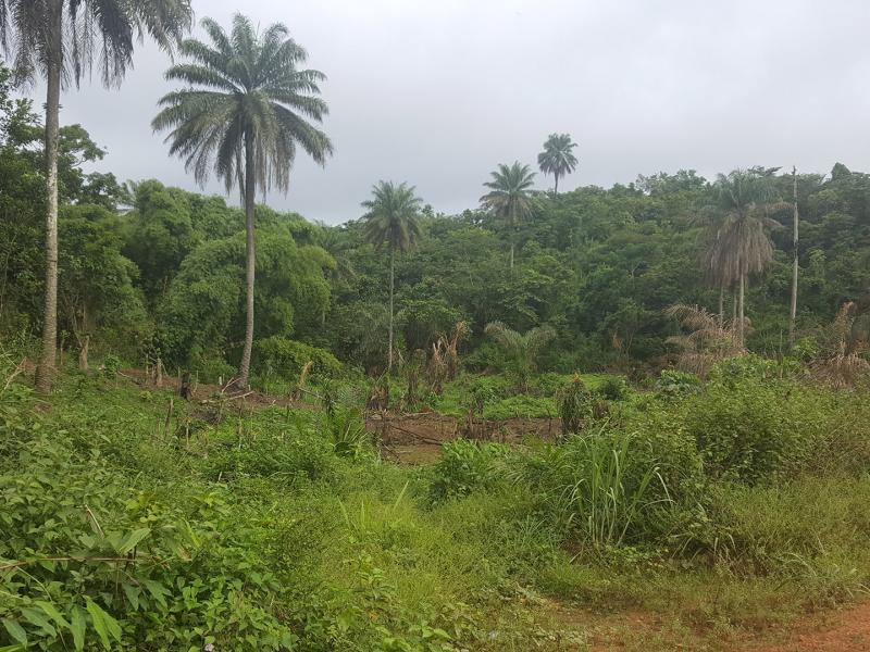 REDD+: A Catalyst for Land Use Planning in Liberia