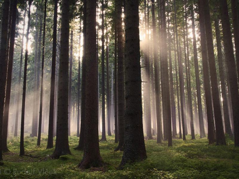 UN-REDD: A FLAGSHIP PARTNER