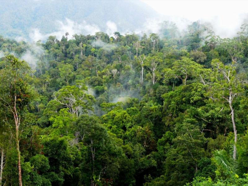 What would it really take to plant a trillion trees?