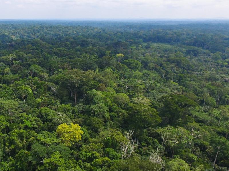 Open Foris: Innovative, free and open tools and platforms catalysing climate action