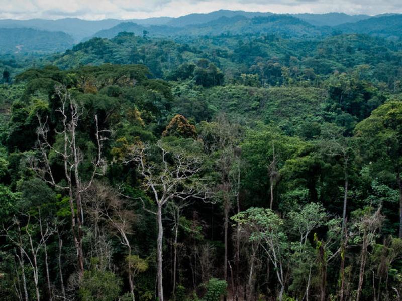 A Pioneer and Testing Lab: DRC’s Complex REDD+ Path