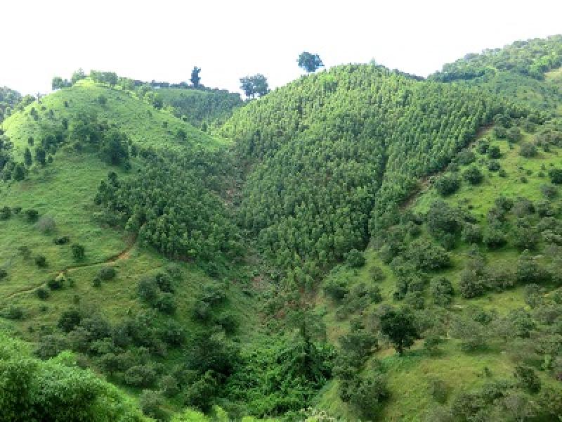 Mekong, Mumbai, and Beyond: Regionally-Developed Tool Expands to Support Global Forest Monitoring