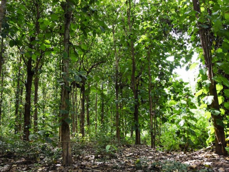 Forest in Cote d'Ivoire