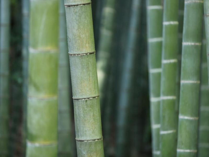 Guiding Sustainable Bamboo Forest Management in Ethiopia