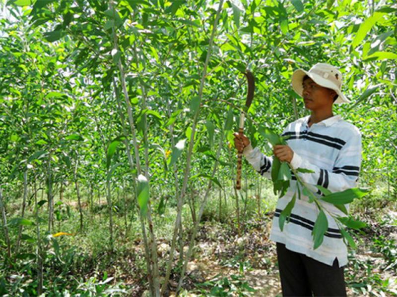 Boosting green credit for sustainable development in Viet Nam