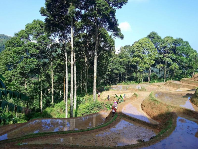 Triggering transformational change in the forestry and land use sectors