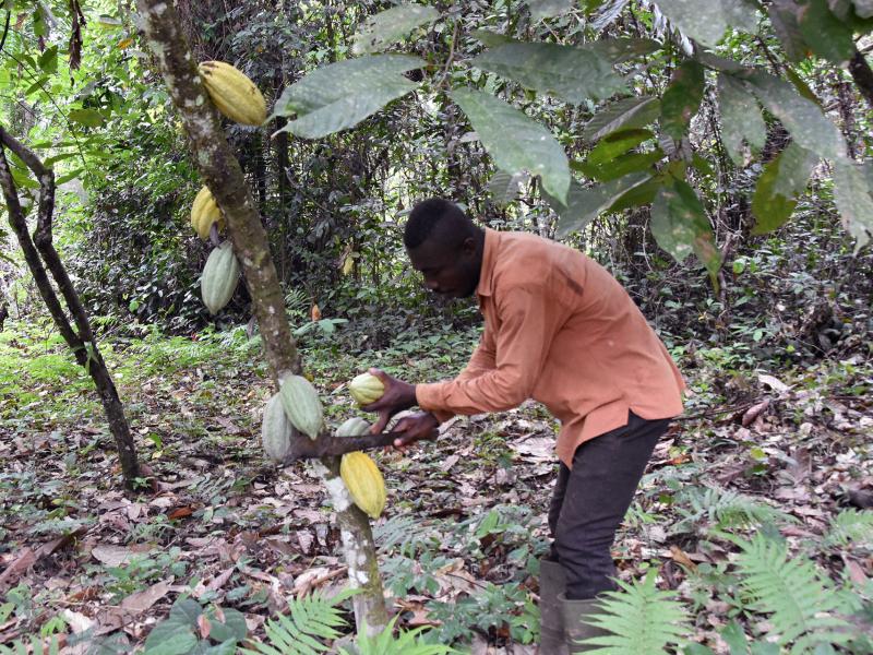 A path to sustainable cocoa and forest restoration in Côte d'Ivoire