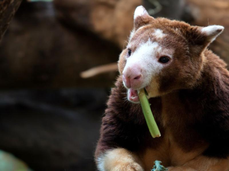 Papua New Guinea promotes social and environmental benefits from REDD+