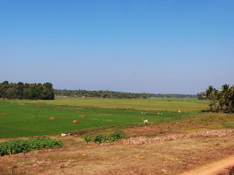 Incentivising and financing forest conservation in India