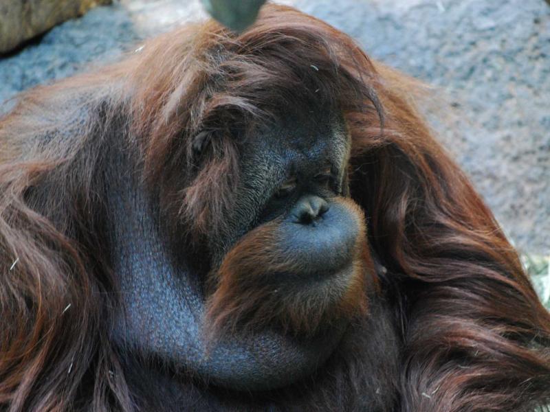 World’s first ‘sustainable landscape bond’ supports Indonesia’s economic development