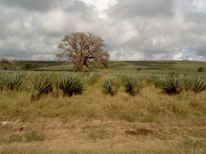 Efficiency improvements offer great potential for REDD+ in Kenya