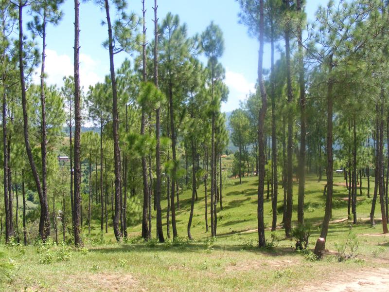 Collective action yields positive outcomes for Nepal’s forests