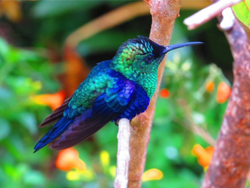 Colombia shifts its focus to forests