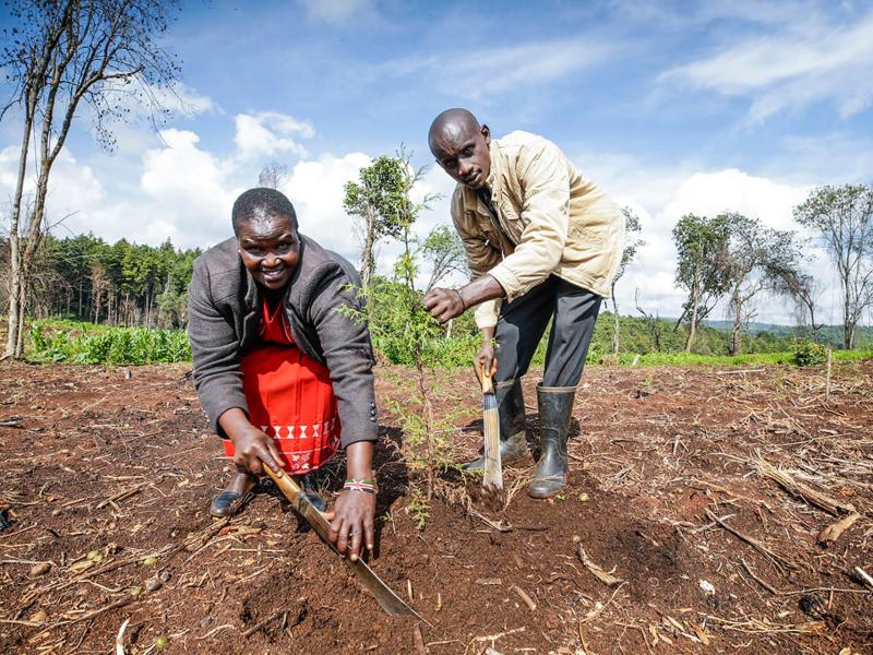  Kenya: Managing Forests through Community Participation