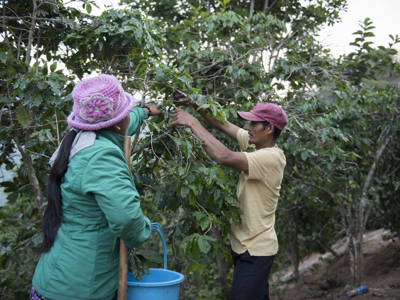 Smallholder coffee farmers in Lam Dong Province, Viet Nam