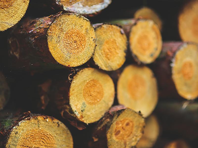 Independent evaluation confirms EU action plan on illegal logging has led to improved forest governa