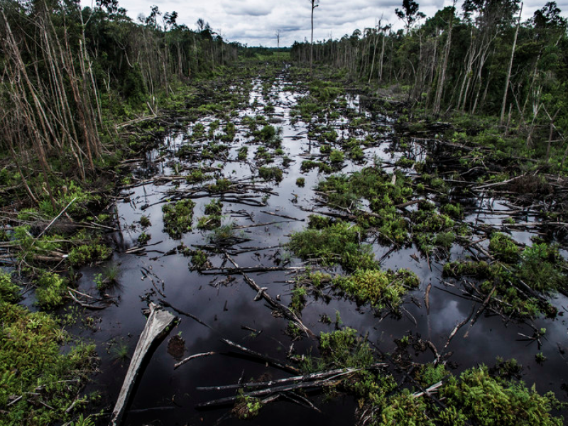 The future of peat as a global warming game changer has just begun