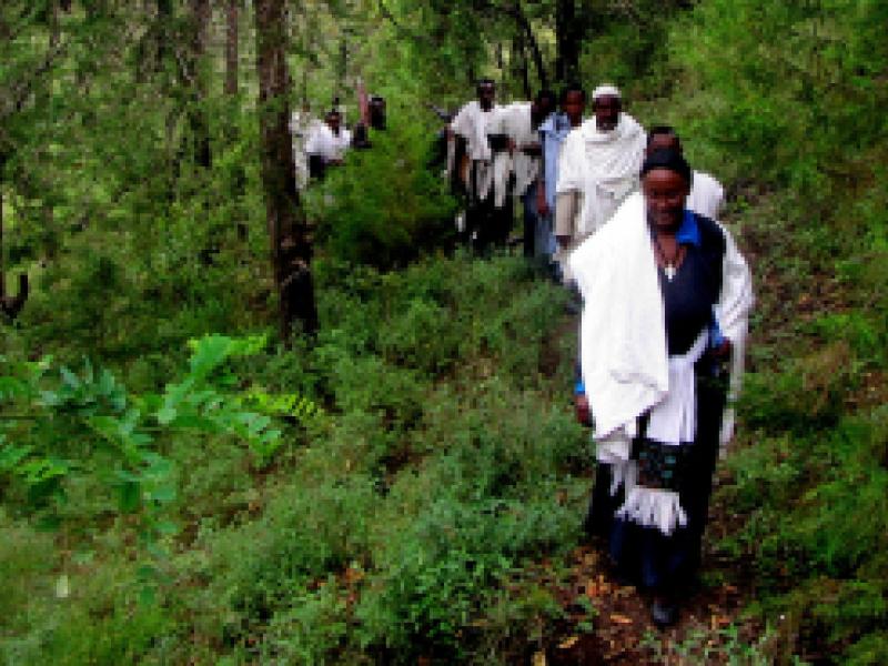 UN-REDD Programme study highlights significant economic contribution of forests to Ethiopia’s Gross