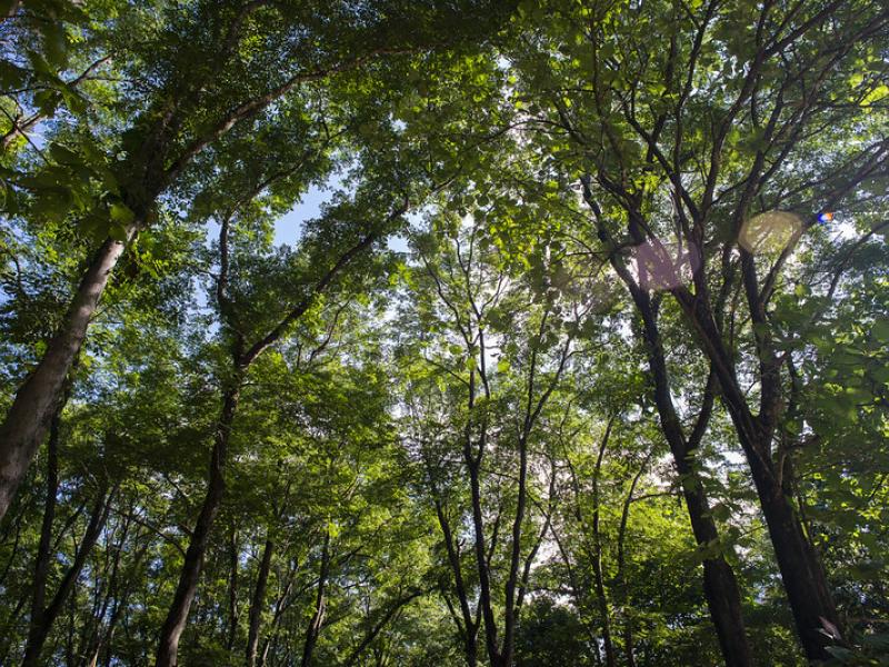 To tackle forest loss, focus on tropical deforestation fronts