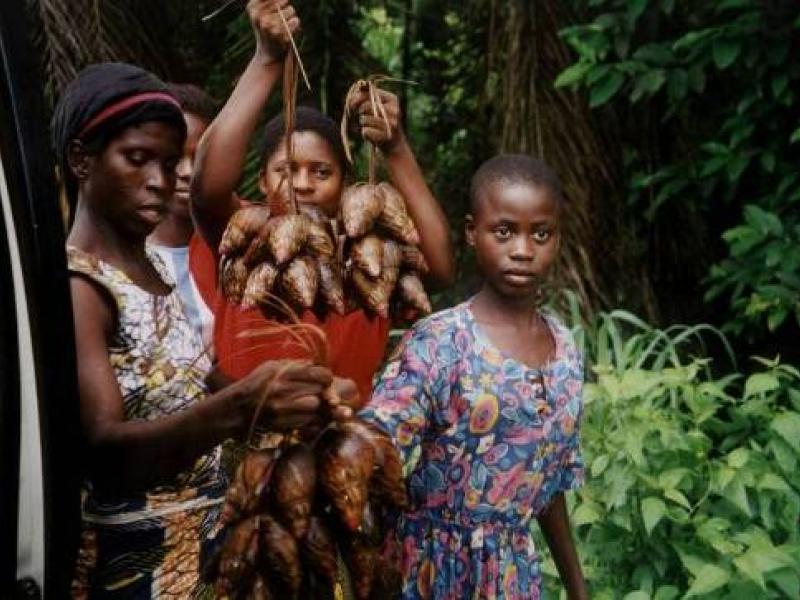 Safeguarding Nigeria’s Paradise: Cross River State’s experiences and lessons from REDD+