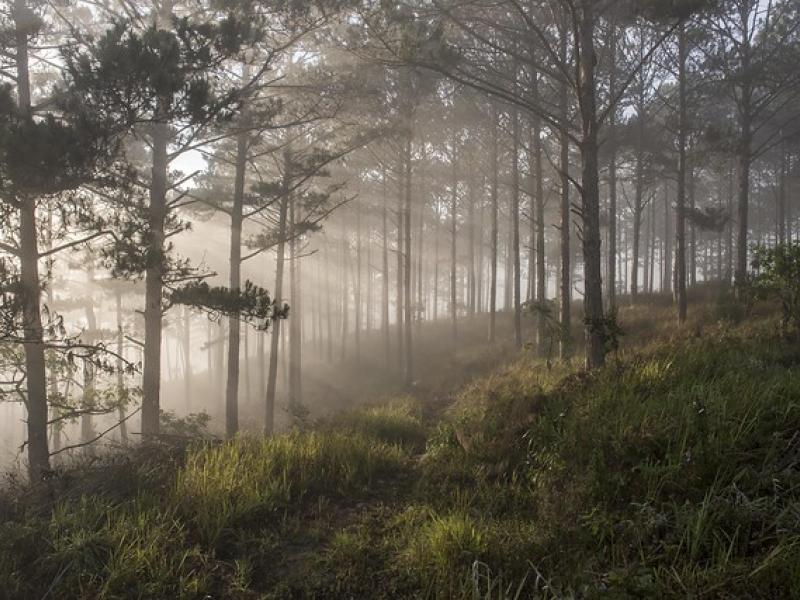 Mature pine forests in the early morning fog on the outskirts of Da Lat, Lam Dong province, Vietnam