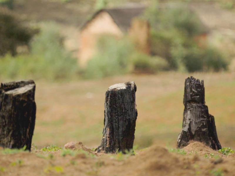 Contemplating the impacts and effectiveness of logging bans