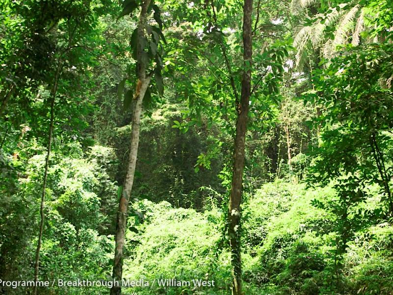 Countries Moving Ahead with REDD+ to Combat Climate Change