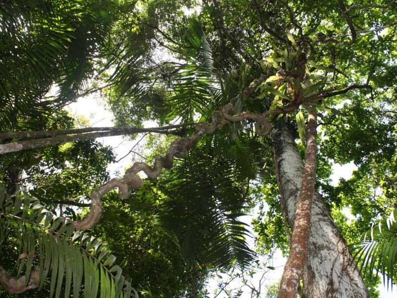 Forests: A natural solution to climate change, crucial for a sustainable future
