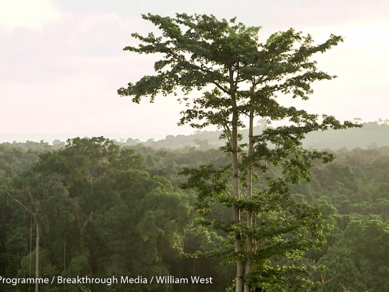 The innovative character of REDD+ payments and their potential for change: trends from Latin America