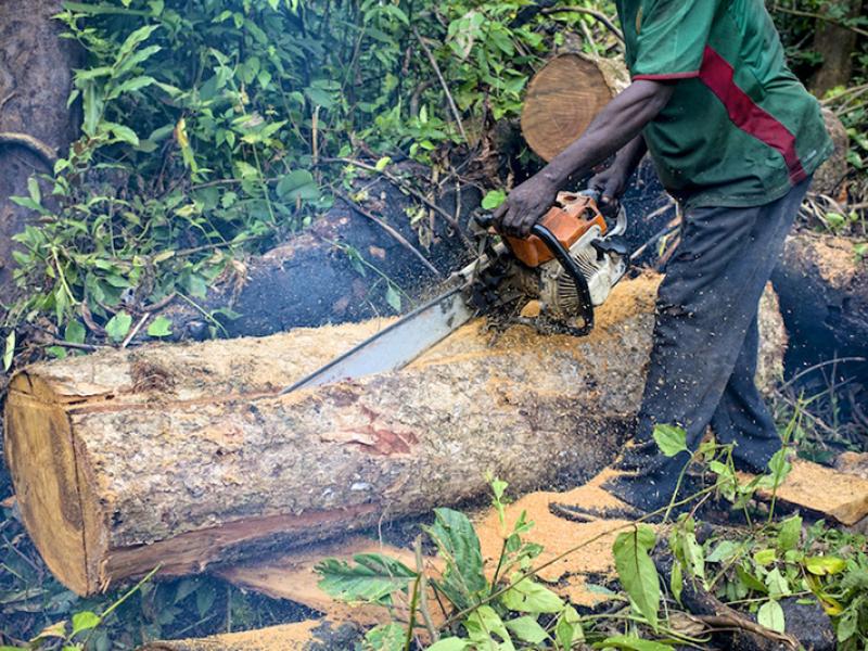 Trees are Wildlife Too