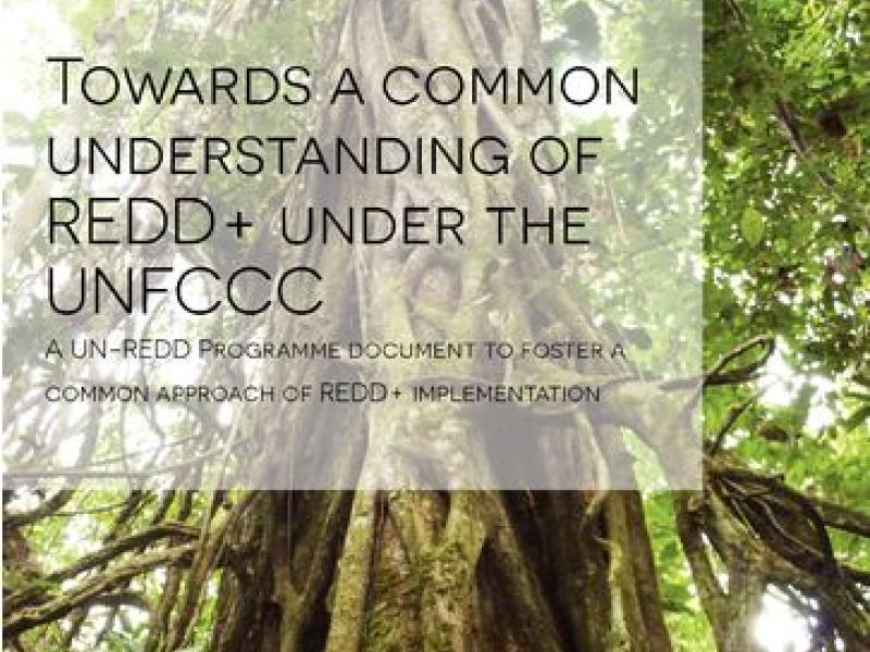 New Publication: Towards a Common Understanding of REDD+ under the UNFCCC