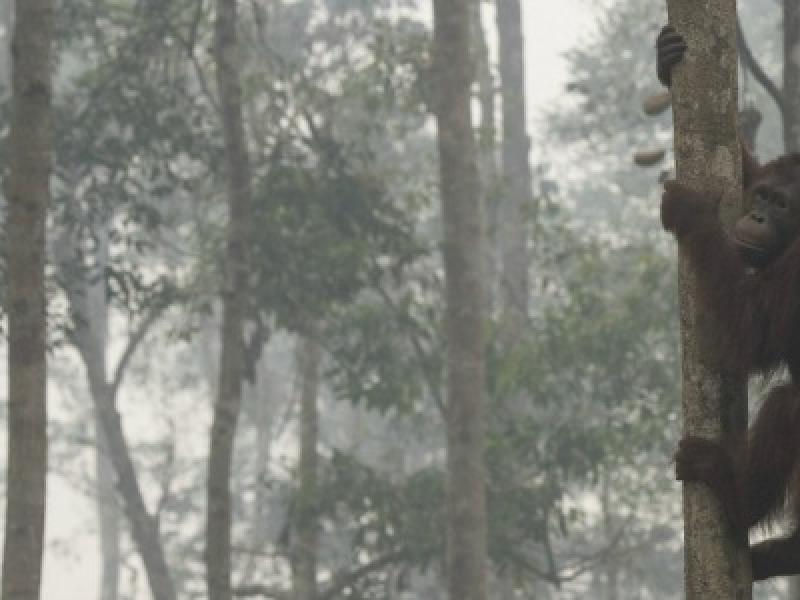 New UN web tool launched by UN-REDD Programme demonstrates climate benefits of protecting apes.