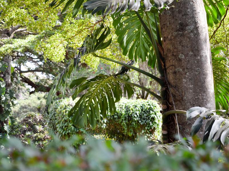 Leave Forests Standing