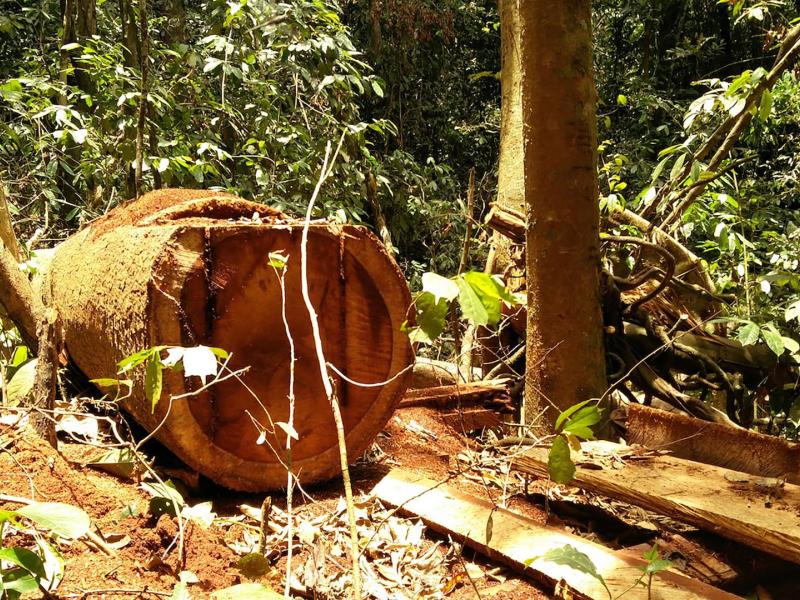 Mapping the Landscape of REDD+ Finance in Côte d’Ivoire