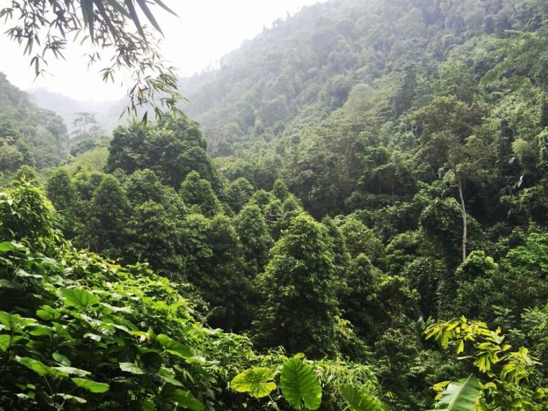 The booming market of medicinal plants – why forest protection can help Viet Nam’s economy