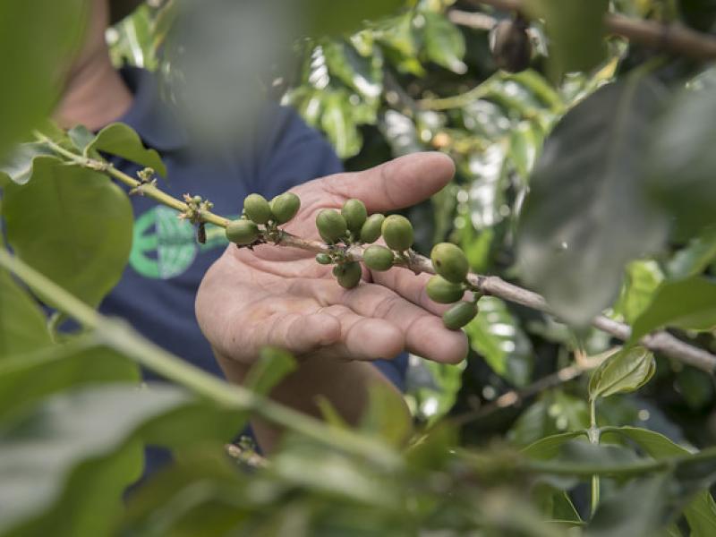 Raw coffee beans prior to harvest near Dung Kno, Di Linh, in Lam Dong Province, Vietnam