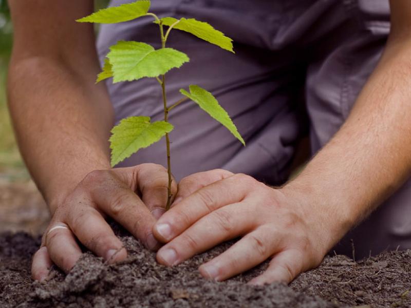 Plant a Tree to Mark April 22 Signing of the Paris Agreement