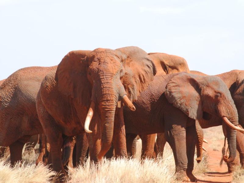Changing Kenya’s Landscape for Wildlife and Jobseekers