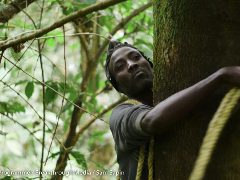 New REDD+ capacity building initiative from FAO, UN-REDD, GFOI and the University of Melbourne
