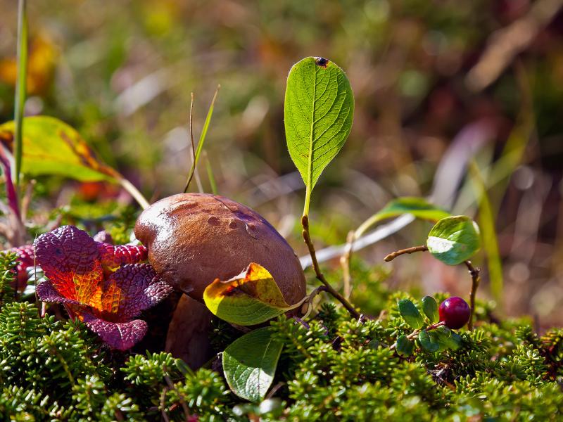 'Everything should be made as simple as possible, but not simpler’ - safeguards for results-base