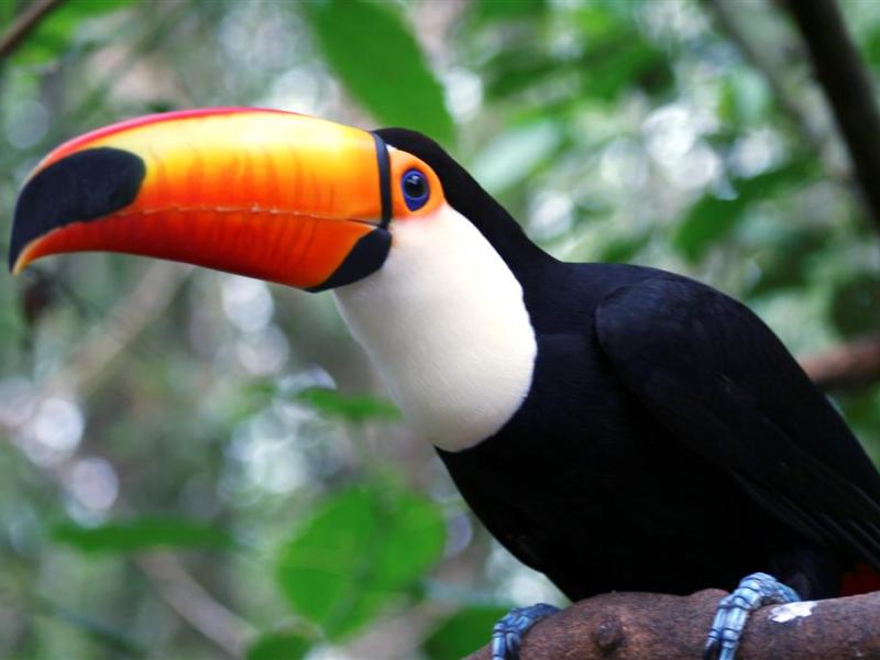 Country progress on REDD+ safeguards: closing the gap between readiness and implementation