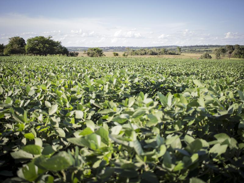 Paraguay demonstrates benefits of forests as a nature-based solution to climate change