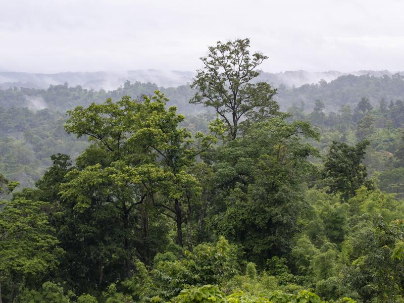 Myanmar forest 