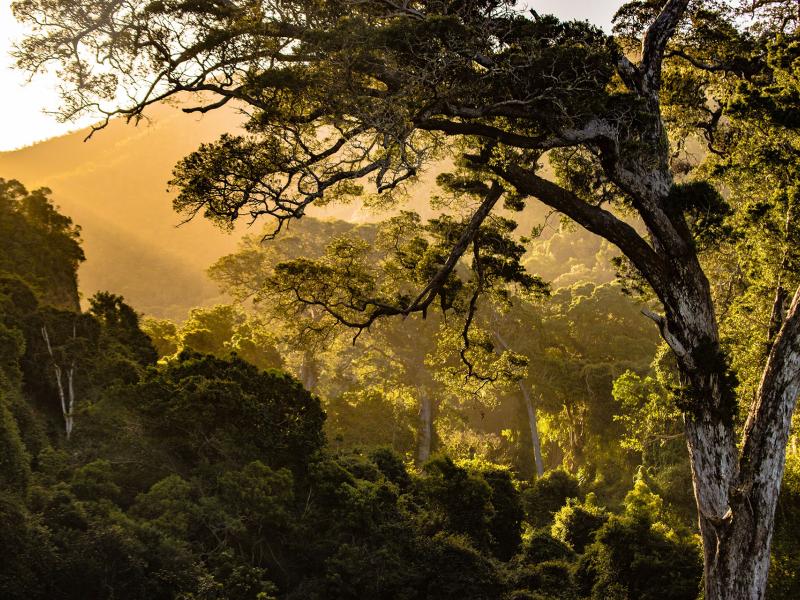 A forest in South Africa (credit: Unsplash)