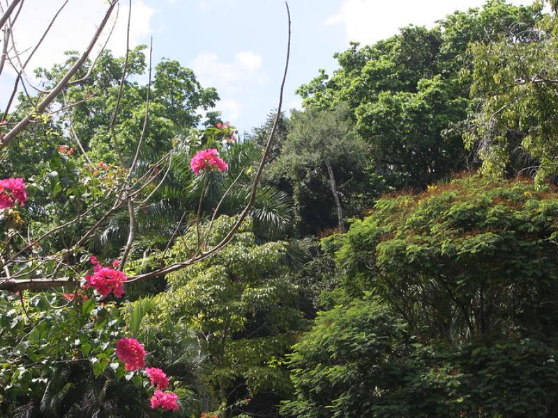 Planning for REDD+ benefits beyond carbon