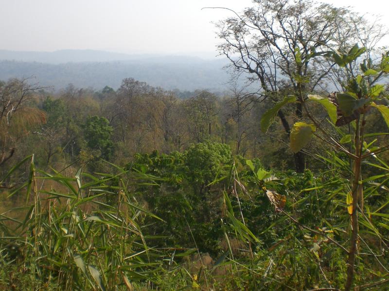  Tropical mixed evergreen and deciduous forest with teak and ironwood in the Bago region (Thayarwaddy district). The first-ever tropical forest inventories were carried out in these forests back in the 1850s, during British colonial times as part of newly introduced forest conservation policies.  