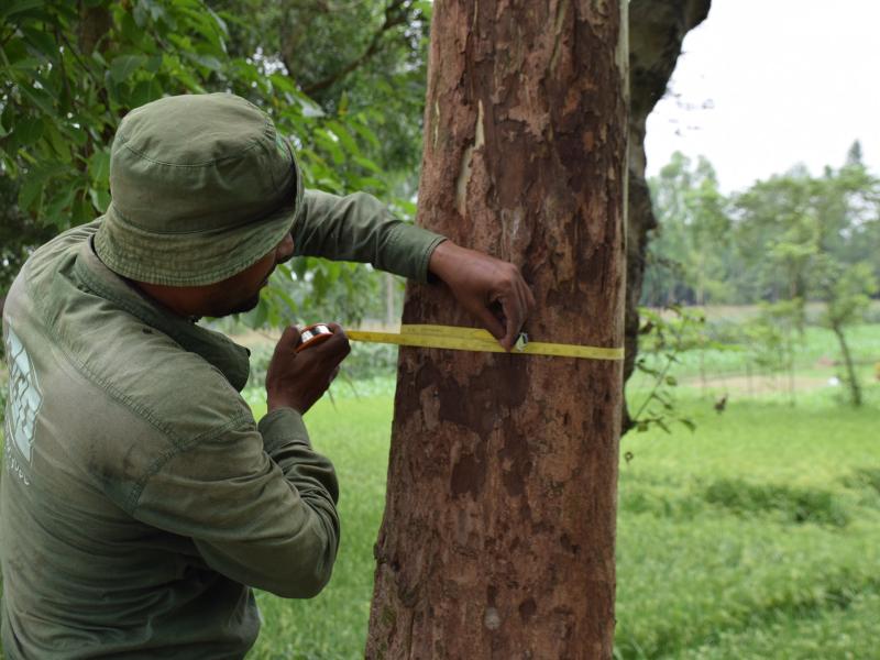 How a Robust National Forest Monitoring System Can Boost Transparency under the Paris Agreement